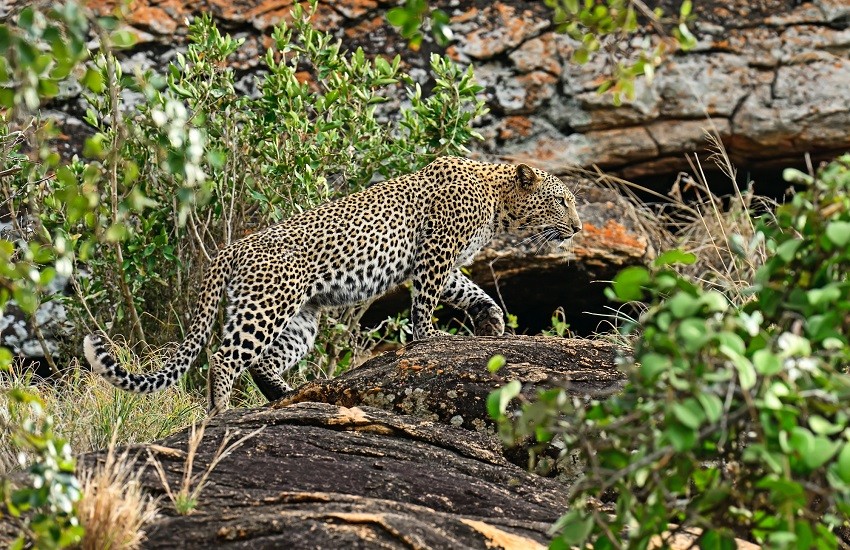 Leopard Tsavo