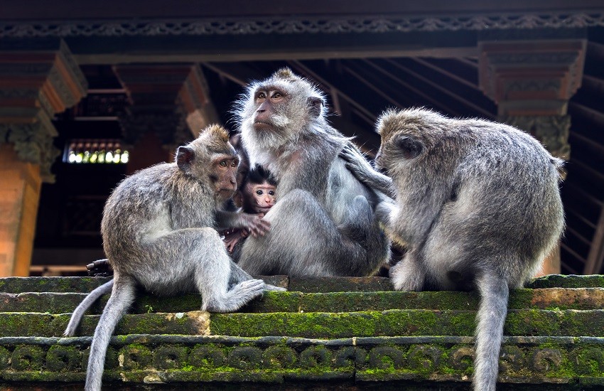 Ubud Monkey Forest