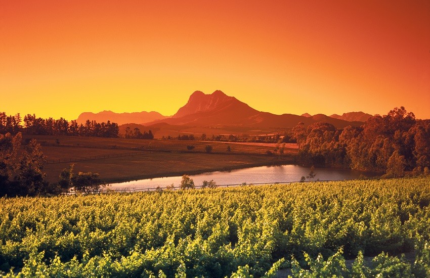 Winelands Landscape