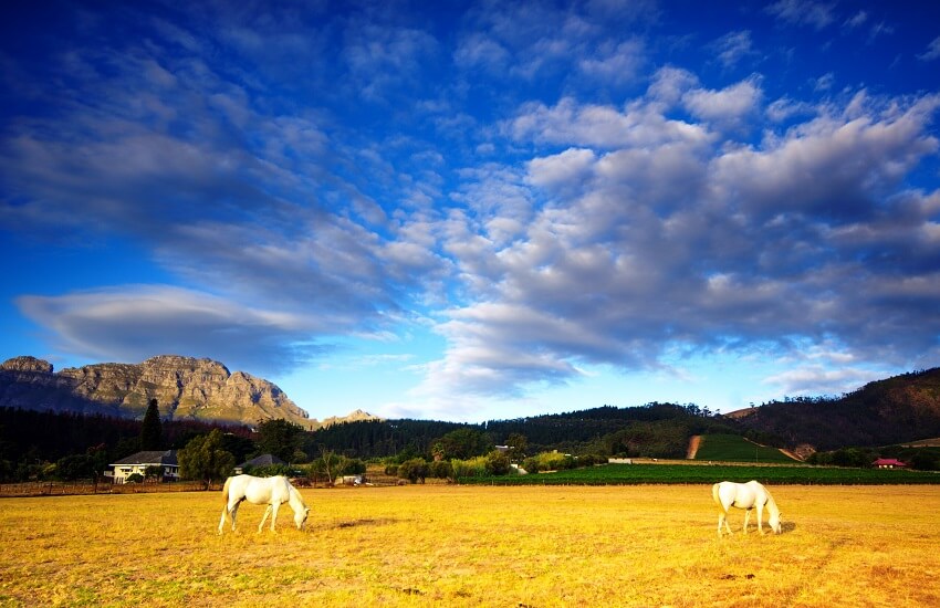 Stellenbosch