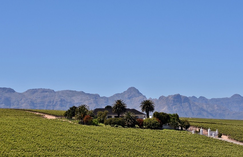 Winelands Vinyard