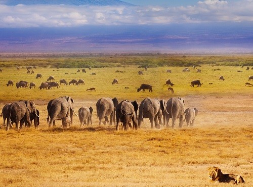 Amboseli Elephants