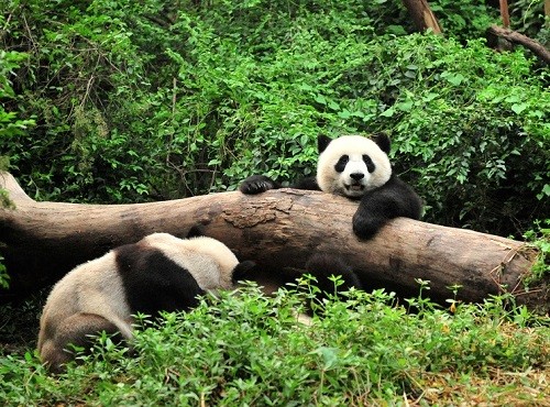 Chengdu Pandas