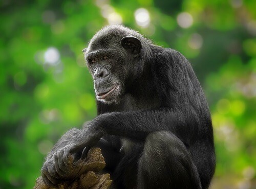 Chimpanzee Rwanda
