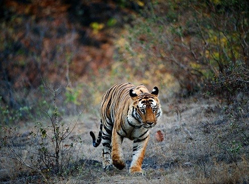 Indian Safari Tiger