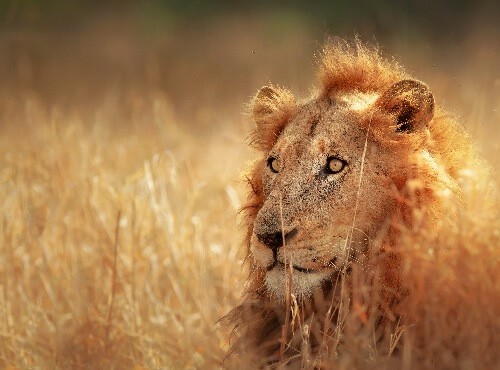 Kruger National Park