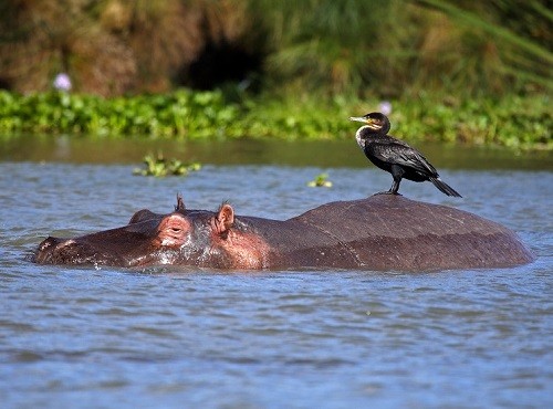 Lake Naivasha Hippo