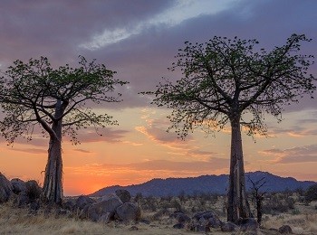 Ruaha Baobabs