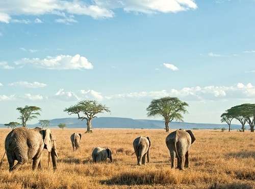 Serengeti Elephants