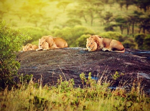 Lake Nakuru Landscape