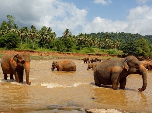 Sri Lanka Elephants