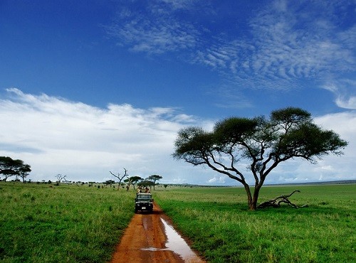 Serengeti Elephants