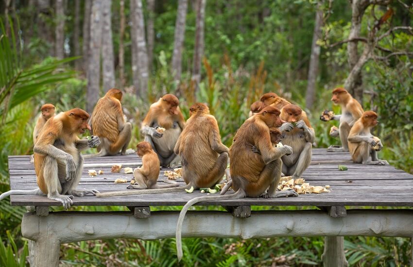 Kuching Monkeys