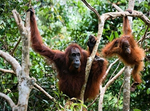 Kuching Orangutan