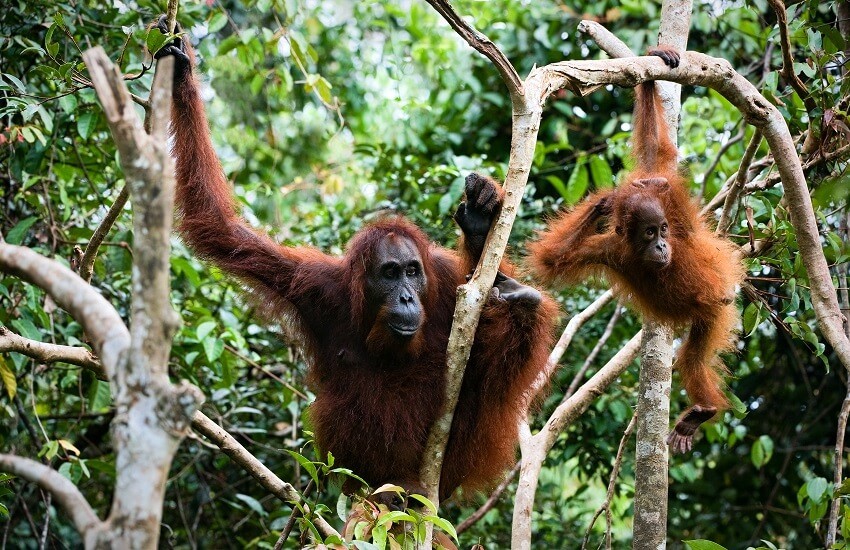 Orangutan's in Kuching
