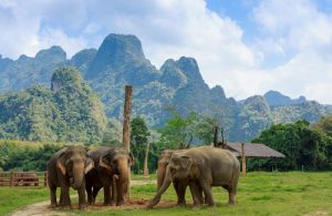 Elephant Hills