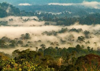 Borneo Rainforrest