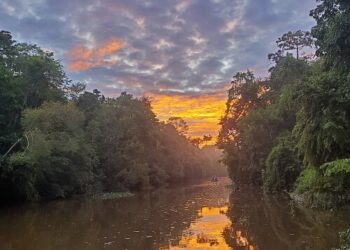 Borneo Rainforrest