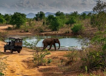 Indian Safari Elephant Tiger