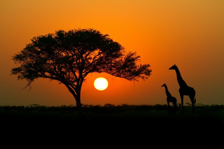 African Sunset