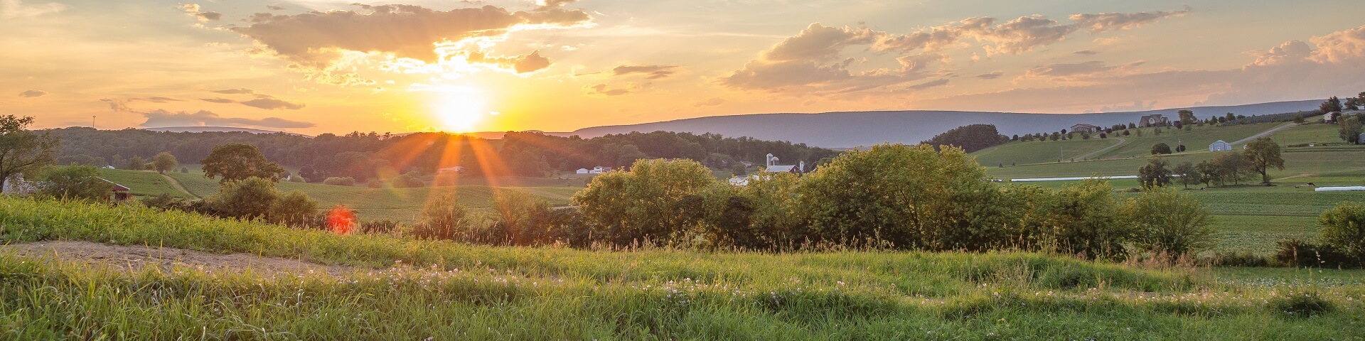 Vineyards of Northeast USA