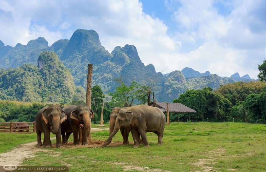 Group of elephants grazing at Elephant Hills Kanchanaburi with mountains