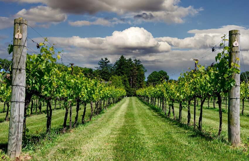 Vineyards of NE USA Road Trip