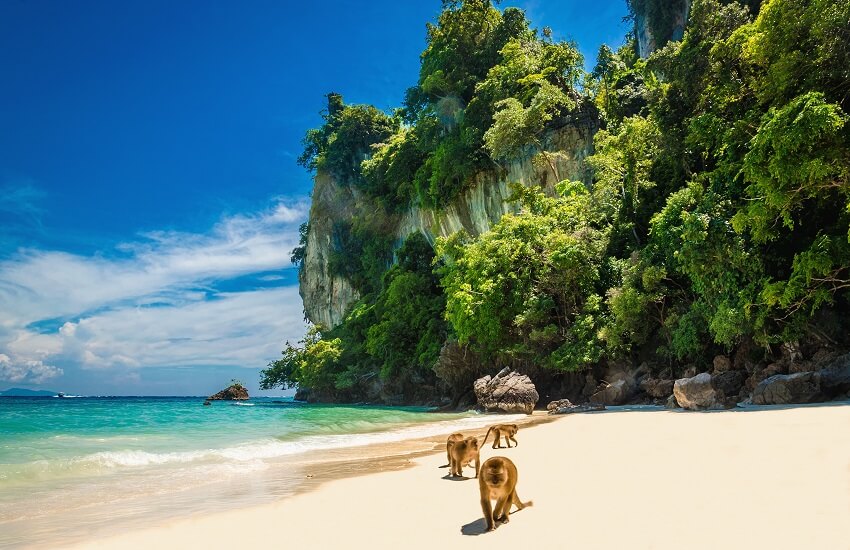 Group of monkeys on Monkey Beach Phi Phi with forest cliffs behind
