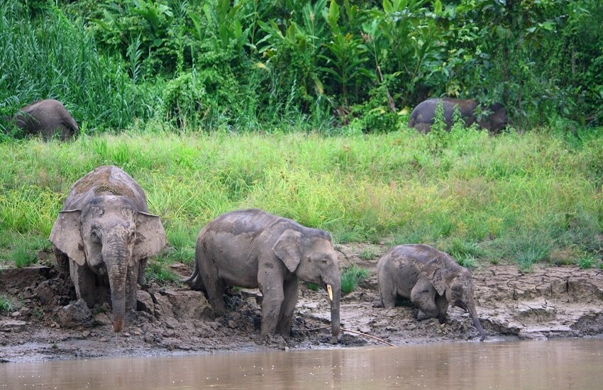 KL, Danum Valley & Beach